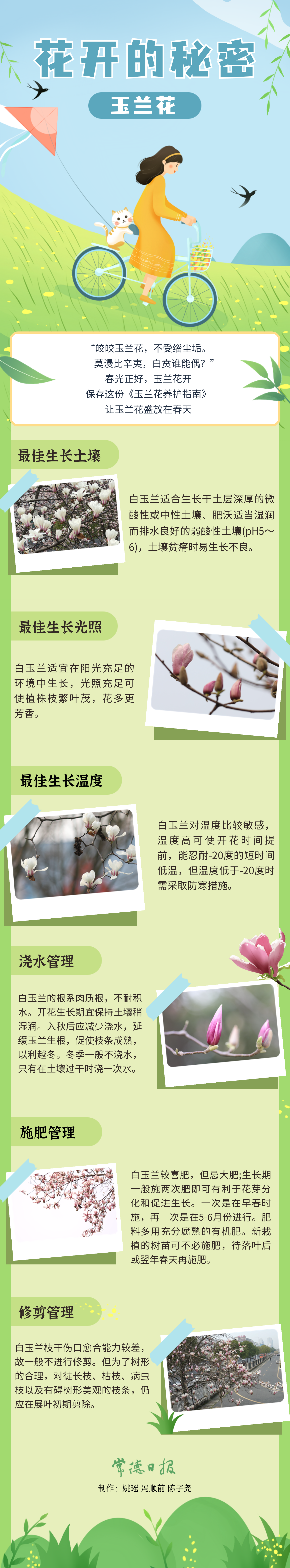 白玉兰长图.png