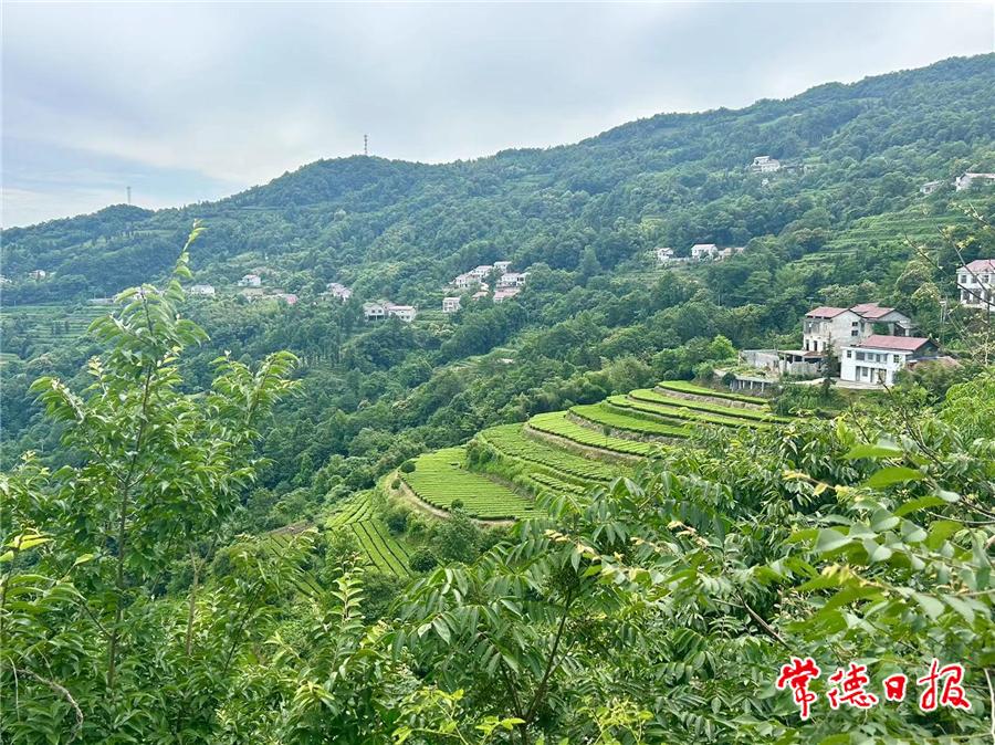 茶叶1.jpg