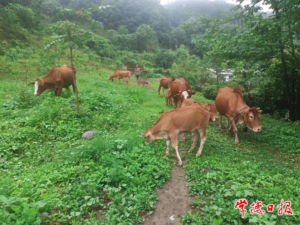 张登桃养牛基地1.jpg