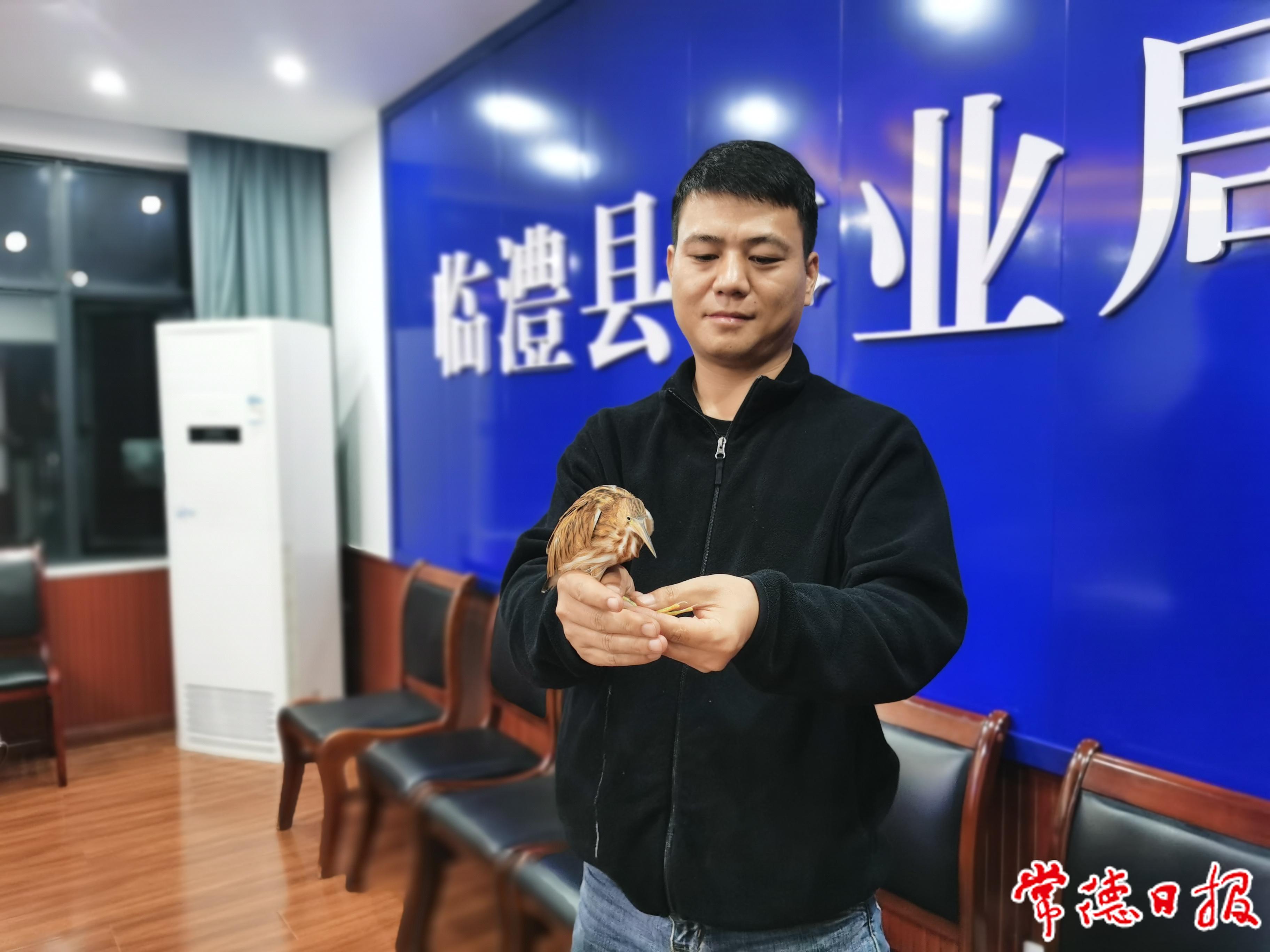 临澧县林业局救助候鸟.jpg