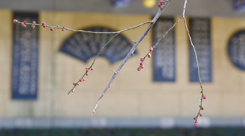 【赏花地图】梅花与春天相逢，是双向奔赴的美好-诗墙公园里，梅花在枝头含苞待放。冯顺前 摄.jpg